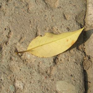 女性肛交一次肛门多久恢复
